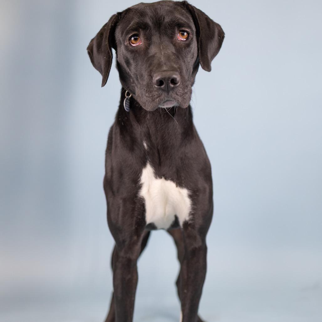 Enlarge Suzette, a Adoptable Mixed Breed in Portland, OR image 2/2