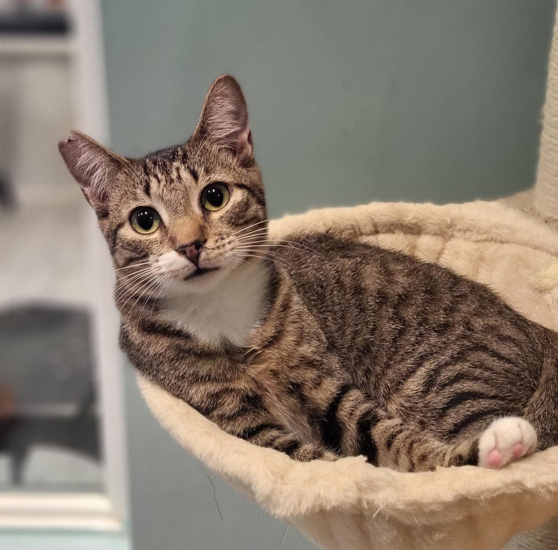 Moana, a Adoptable Domestic Short Hair in Aiea, HI image 1/6