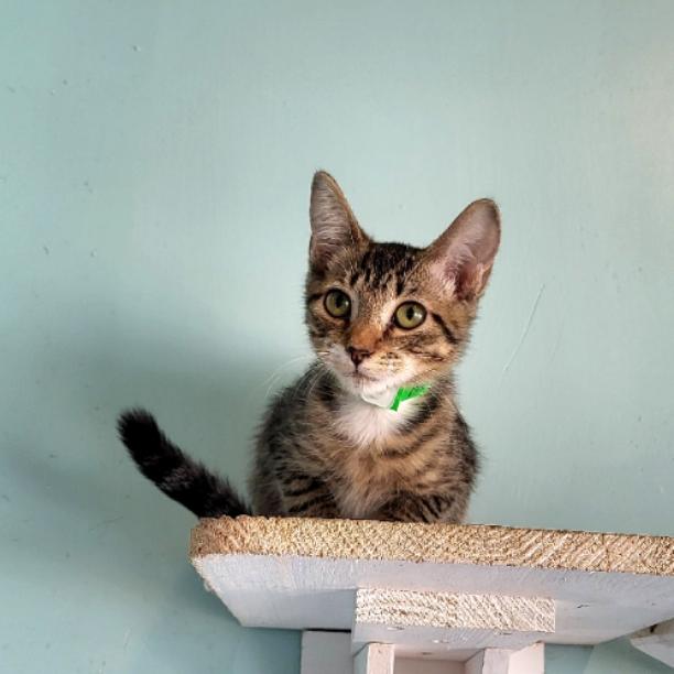 Moana, a Adoptable Domestic Short Hair in Aiea, HI image 6/6