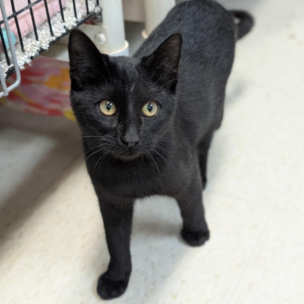 Enlarge Indium, a Adoptable Domestic Short Hair in Milford, IA image 1/3
