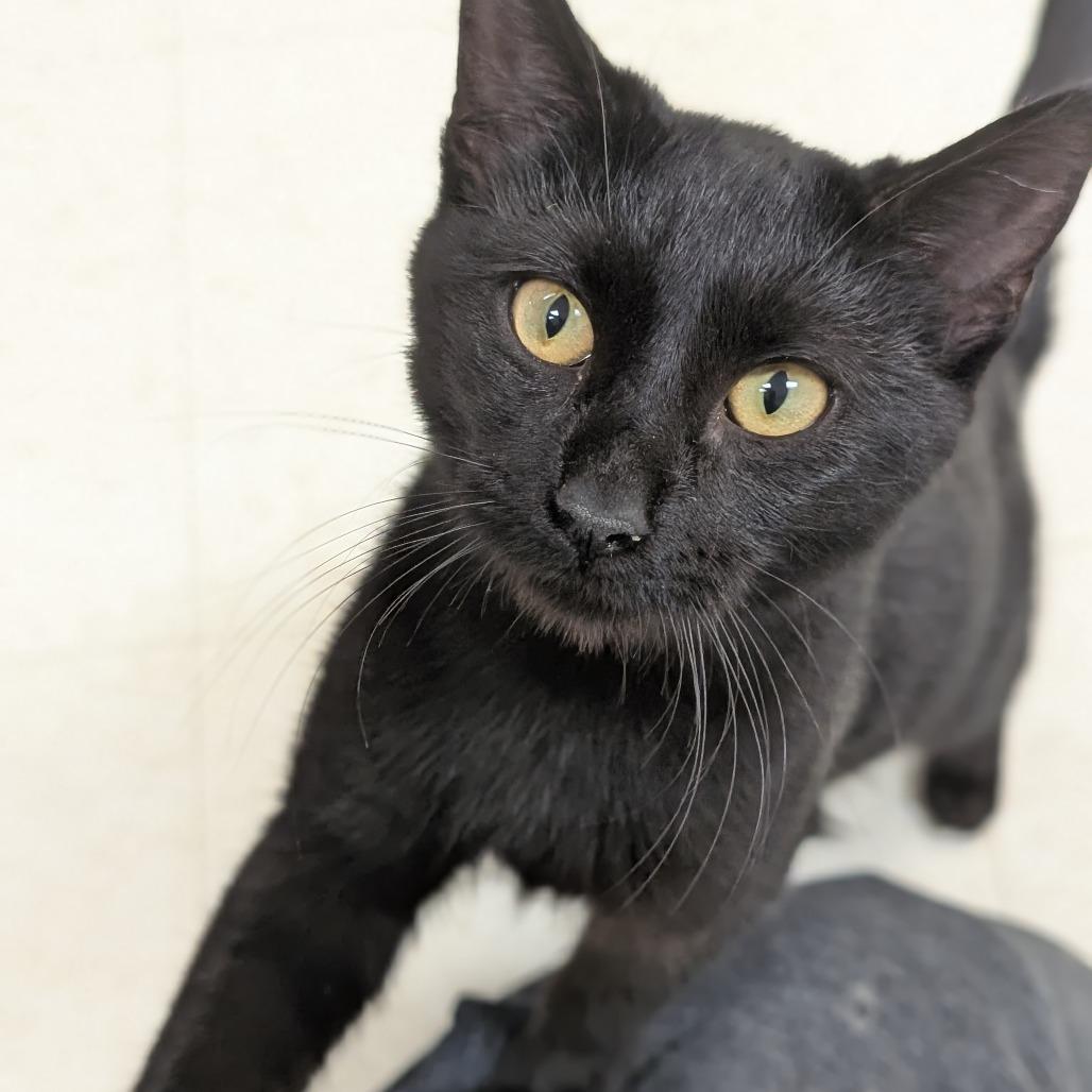 Enlarge Indium, a Adoptable Domestic Short Hair in Milford, IA image 2/3