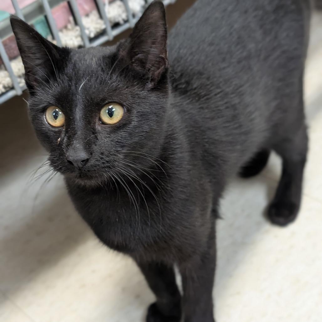 Enlarge Indium, a Adoptable Domestic Short Hair in Milford, IA image 3/3