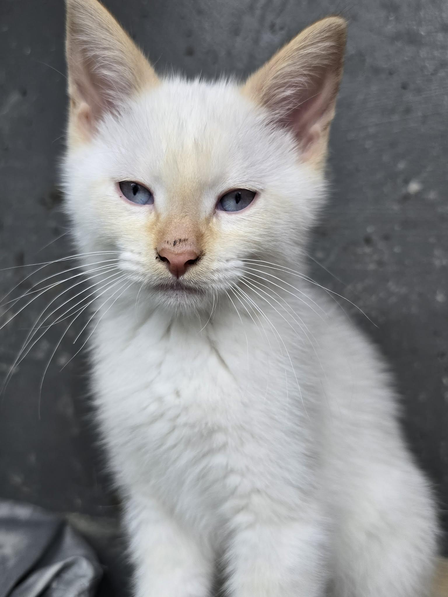 Enlarge Sandee, a Adopted Domestic Short Hair in hinckley, IL image 1/1