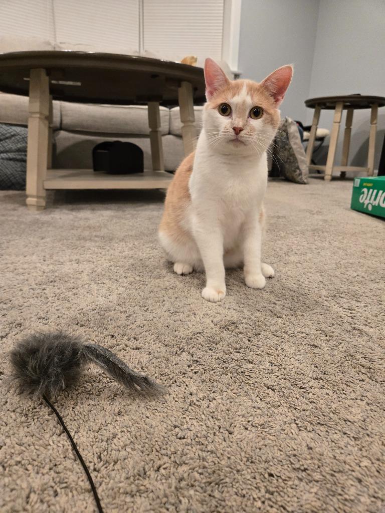 Sugar Cookie thumbnail 2