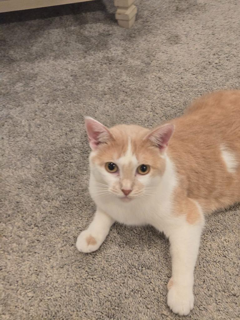 Sugar Cookie thumbnail 3