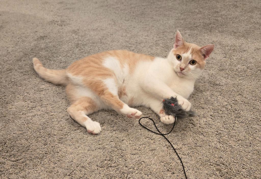 Sugar Cookie thumbnail 4