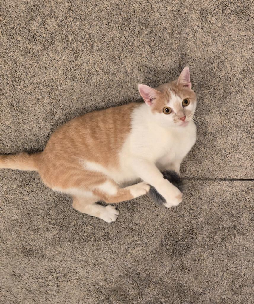 Sugar Cookie thumbnail 5