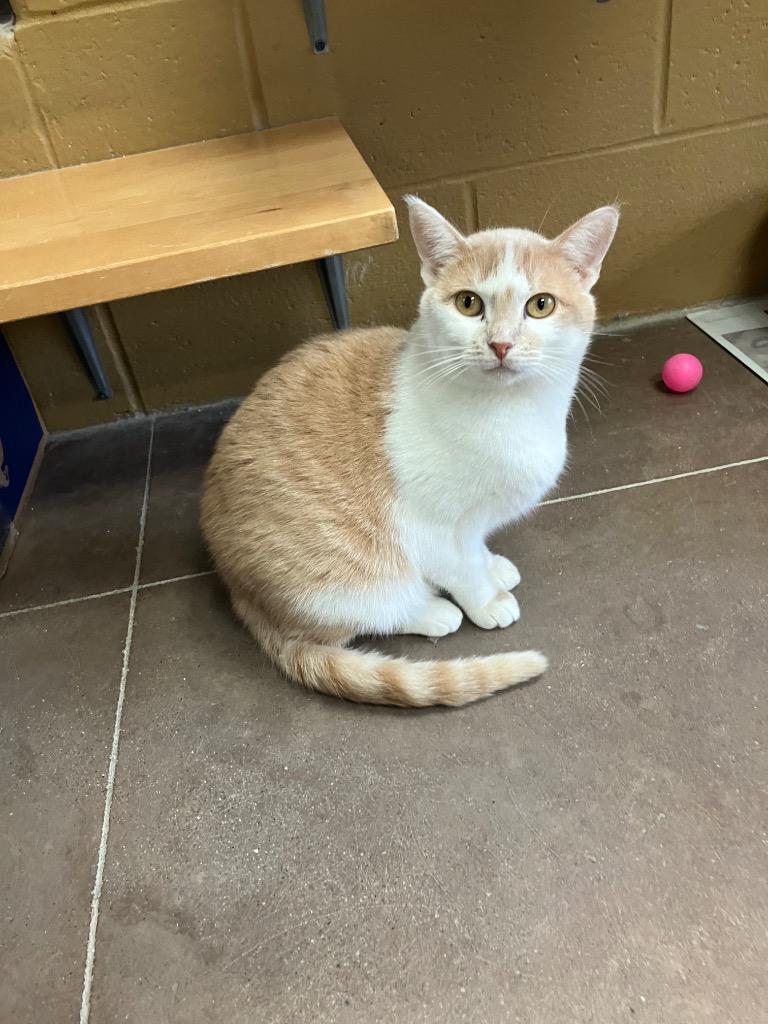 Sugar Cookie thumbnail 6