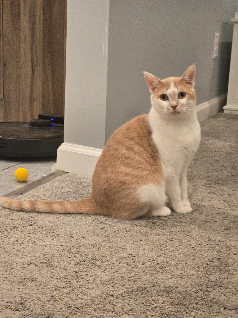 Sugar Cookie thumbnail 7