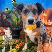 Enlarge Halley Comet, a ADOPTABLE Australian Shepherd in Winchester, KY image 2/2