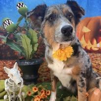 Enlarge Halley Comet, a ADOPTABLE Australian Shepherd in Winchester, KY image 1/2