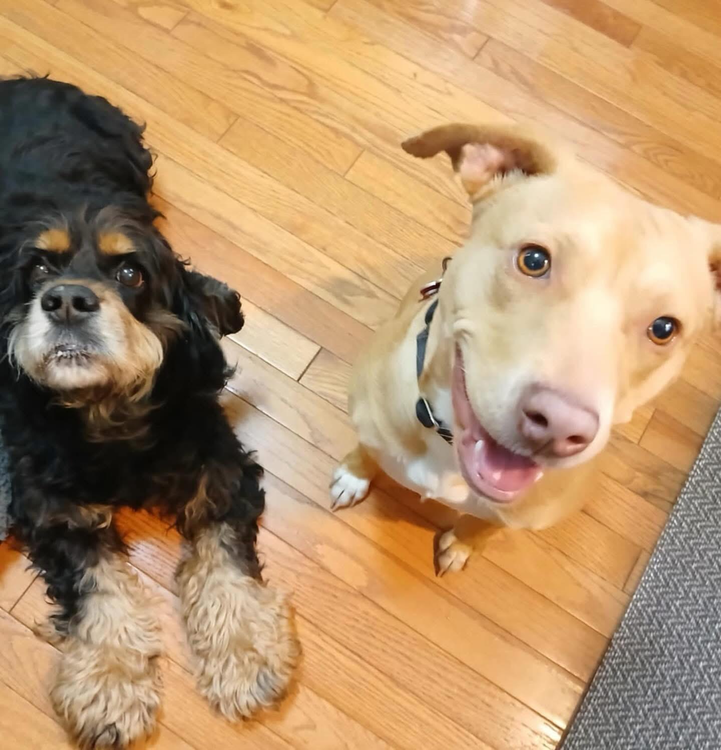 Enlarge Rae, a ADOPTABLE mixed breed in West Bend, WI image 6/6