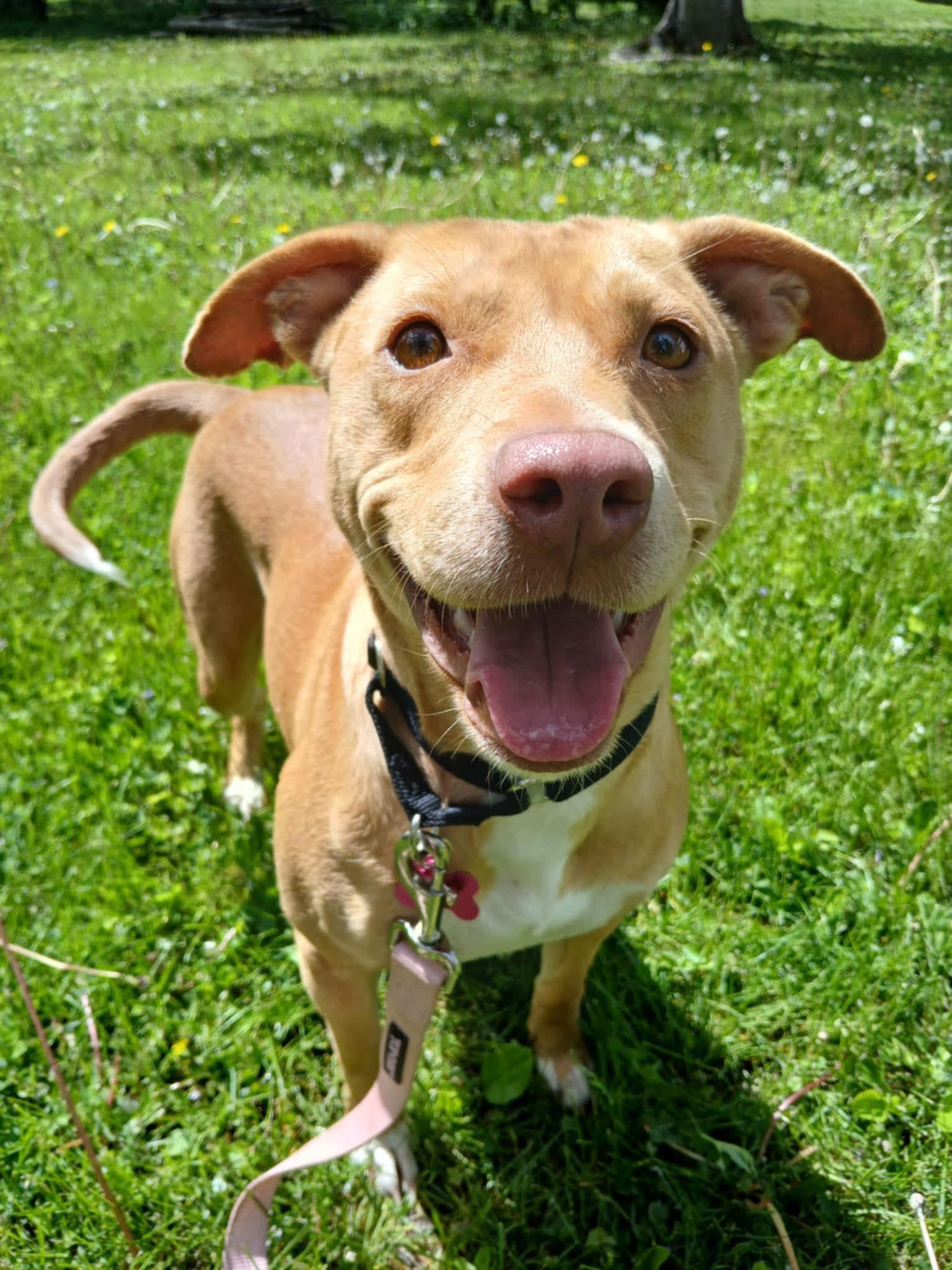Enlarge Rae, a ADOPTABLE mixed breed in West Bend, WI image 1/6