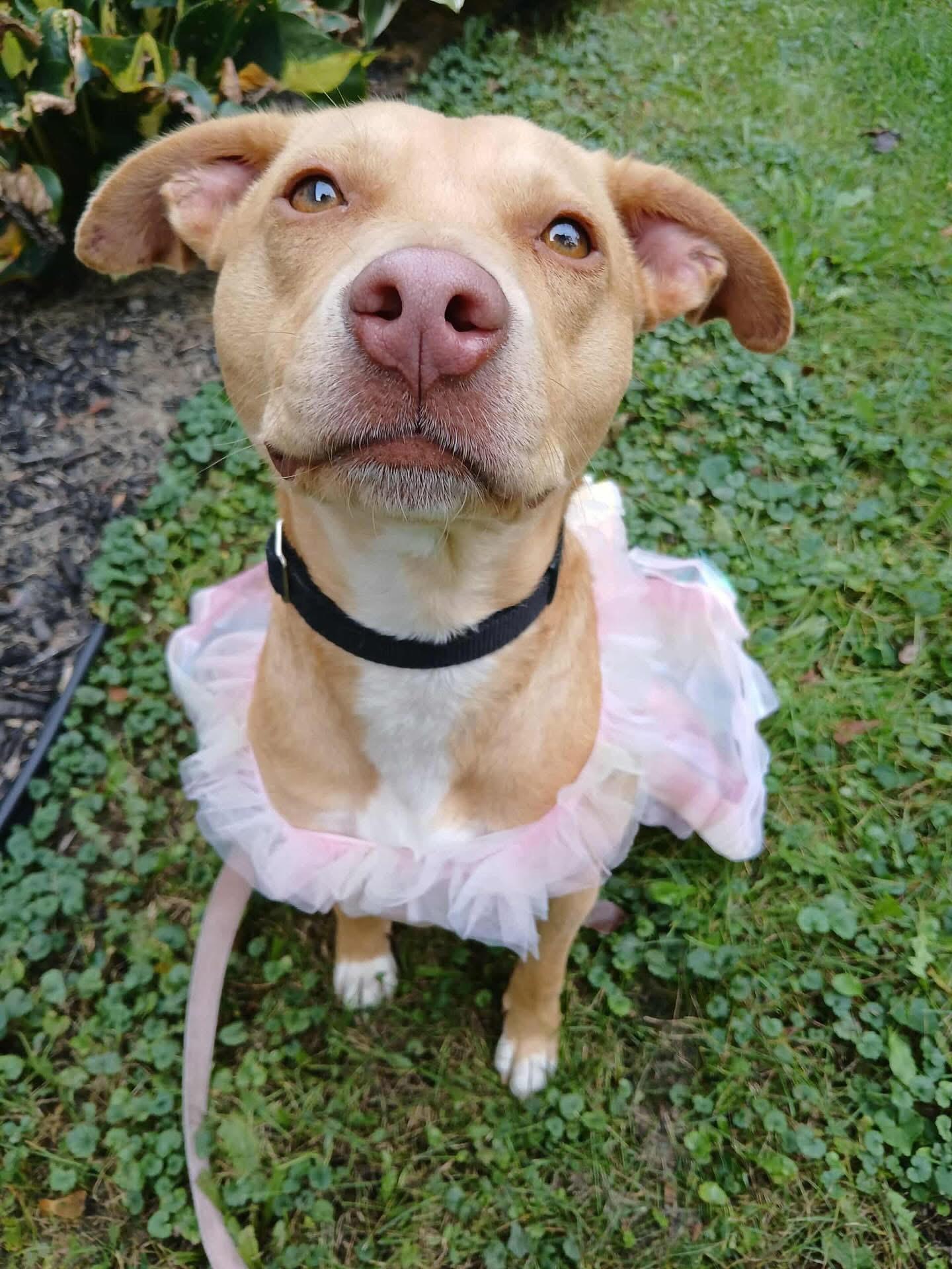 Enlarge Rae, a ADOPTABLE mixed breed in West Bend, WI image 4/6