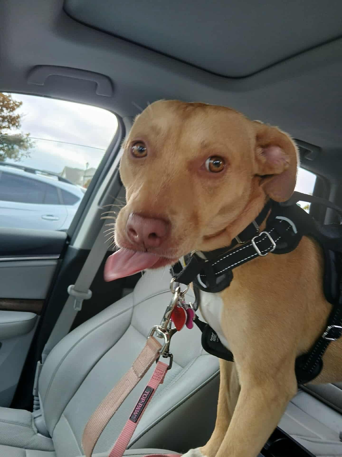 Enlarge Rae, a ADOPTABLE mixed breed in West Bend, WI image 5/6