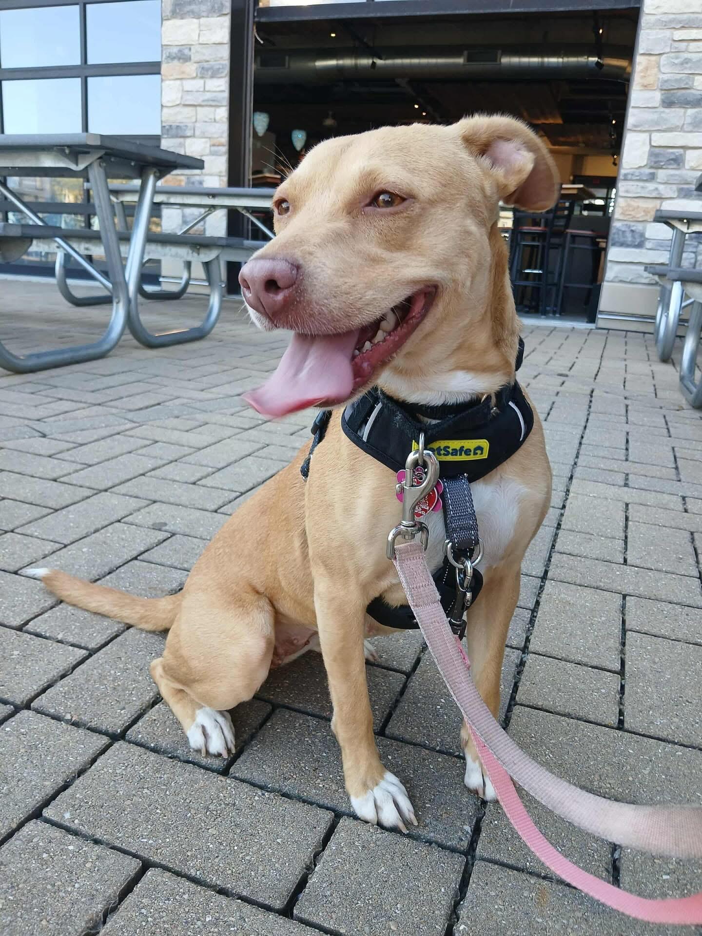 Enlarge Rae, a ADOPTABLE mixed breed in West Bend, WI image 3/6