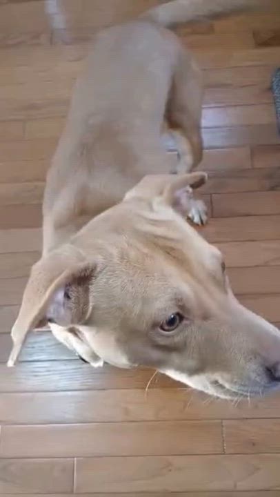 Enlarge Rae, a ADOPTABLE mixed breed in West Bend, WI video 2/6