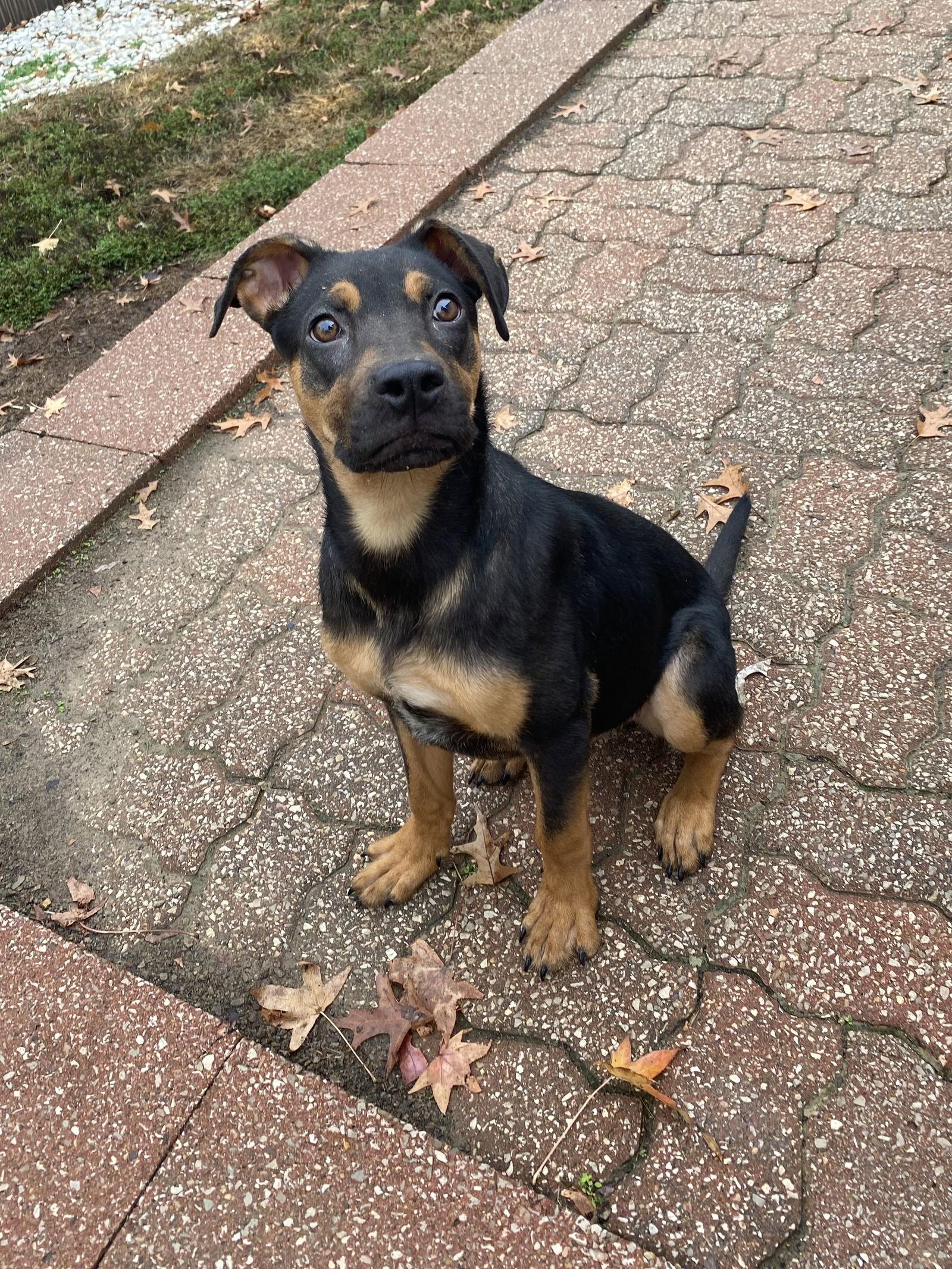 Severus, a Adoptable mixed breed in Barnhart, MO image 1/3