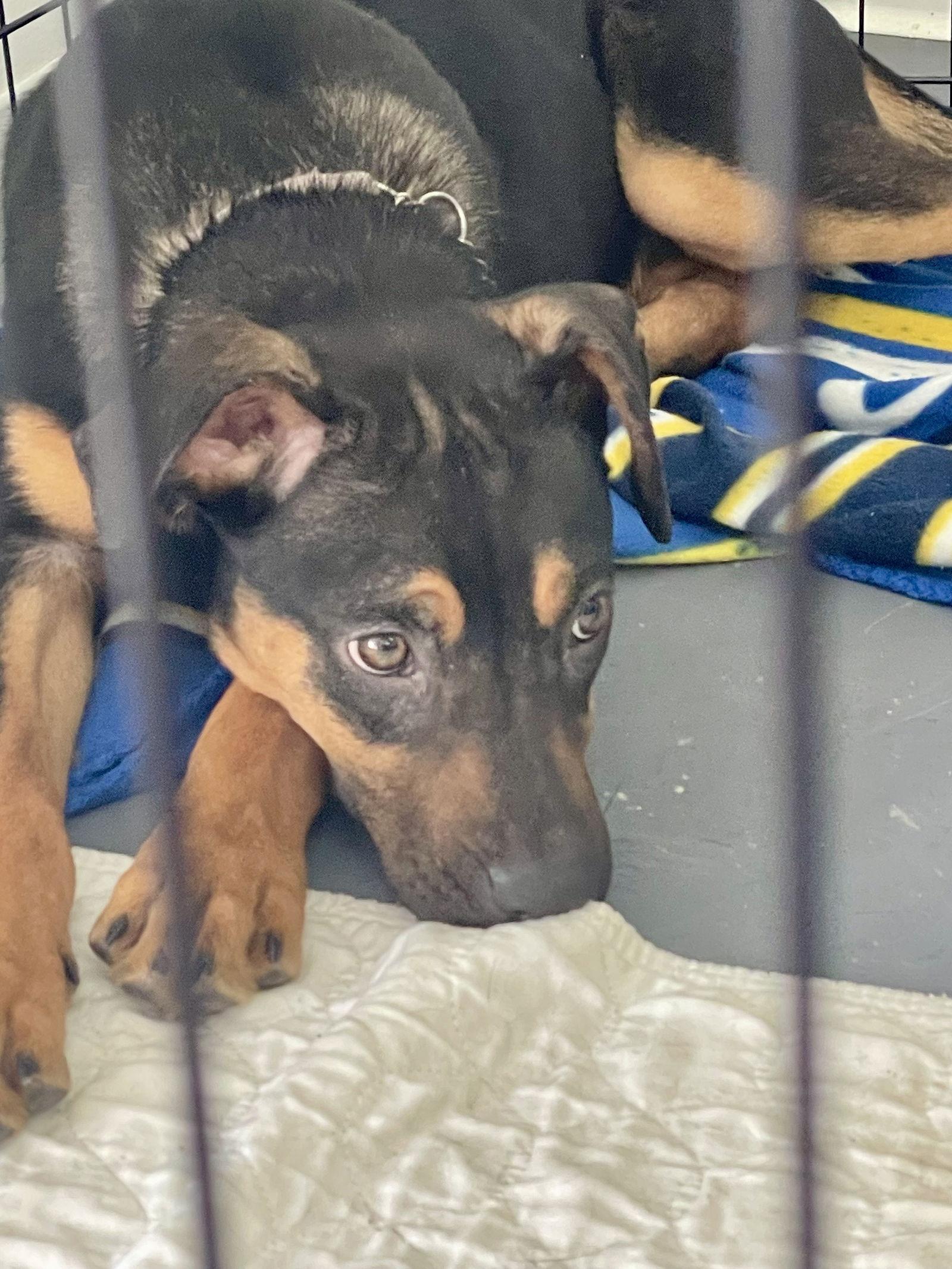 Severus, a Adoptable mixed breed in Barnhart, MO image 2/3