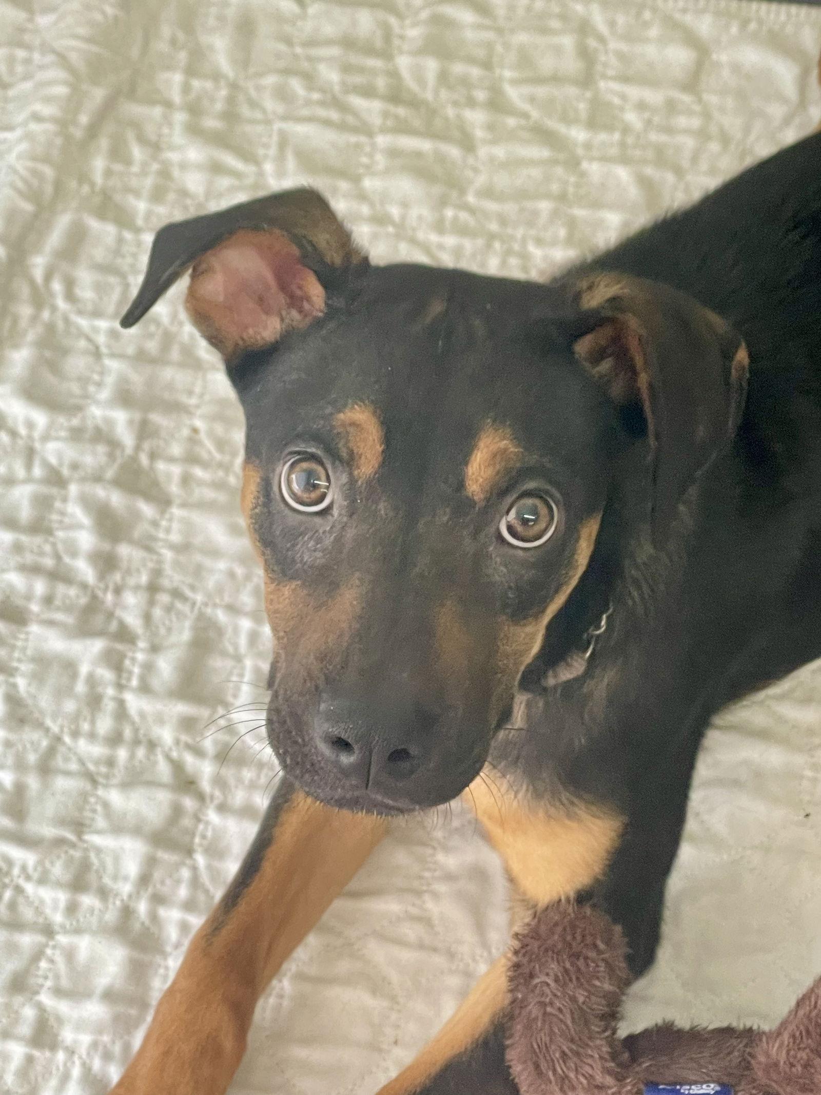 Severus, a Adoptable mixed breed in Barnhart, MO image 3/3