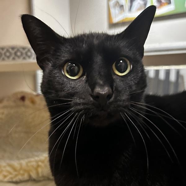 Jiji, Adoptable, Adult Female Domestic Short Hair.