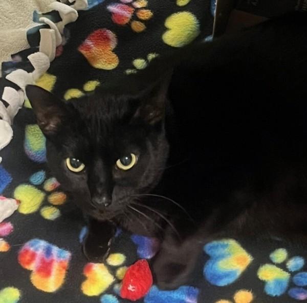 Enlarge Jiji, a Adoptable mixed breed in Oakland, CA image 2/3