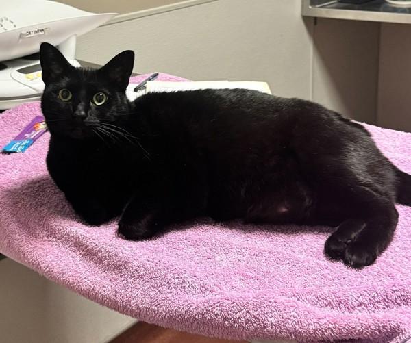 Enlarge Jiji, a Adoptable mixed breed in Oakland, CA image 3/3