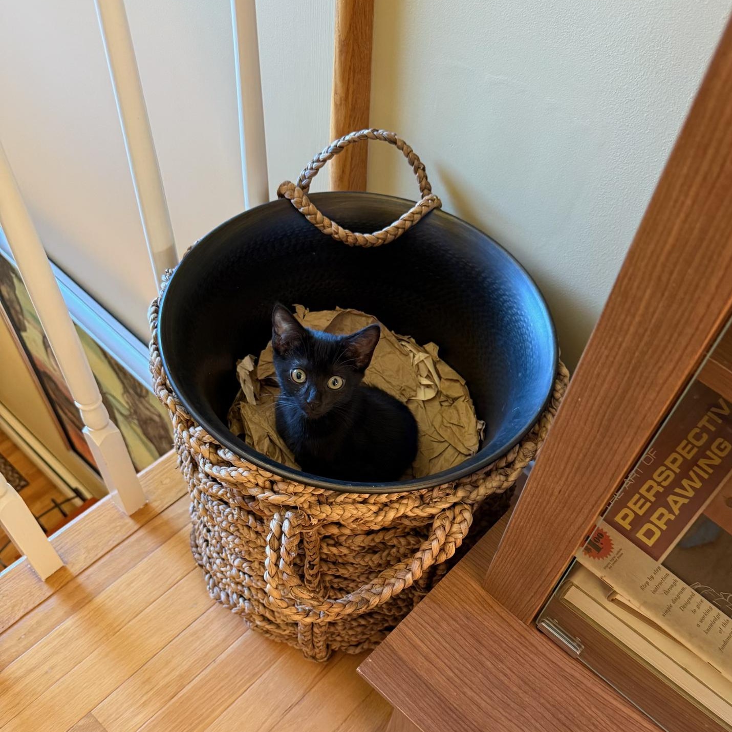 Enlarge CHANTARELLA, a Adoptable Domestic Short Hair in East Greenwich, RI image 3/6