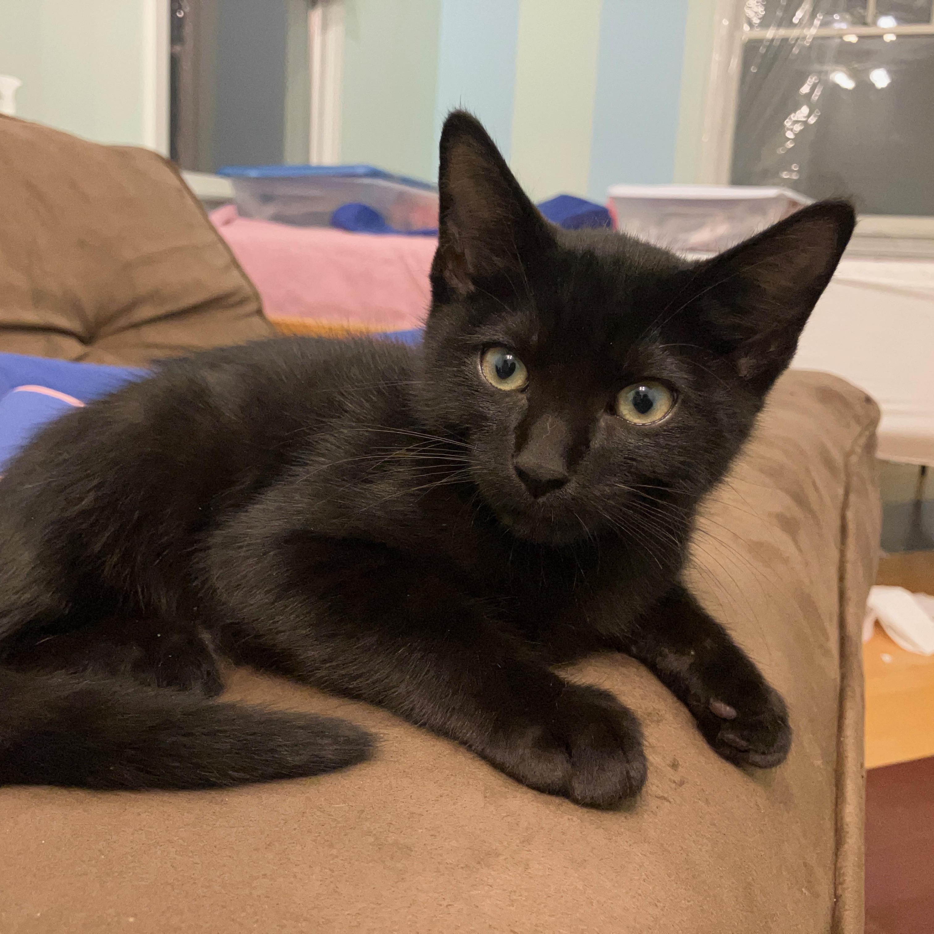 Enlarge CHANTARELLA, a Adoptable Domestic Short Hair in East Greenwich, RI image 2/6
