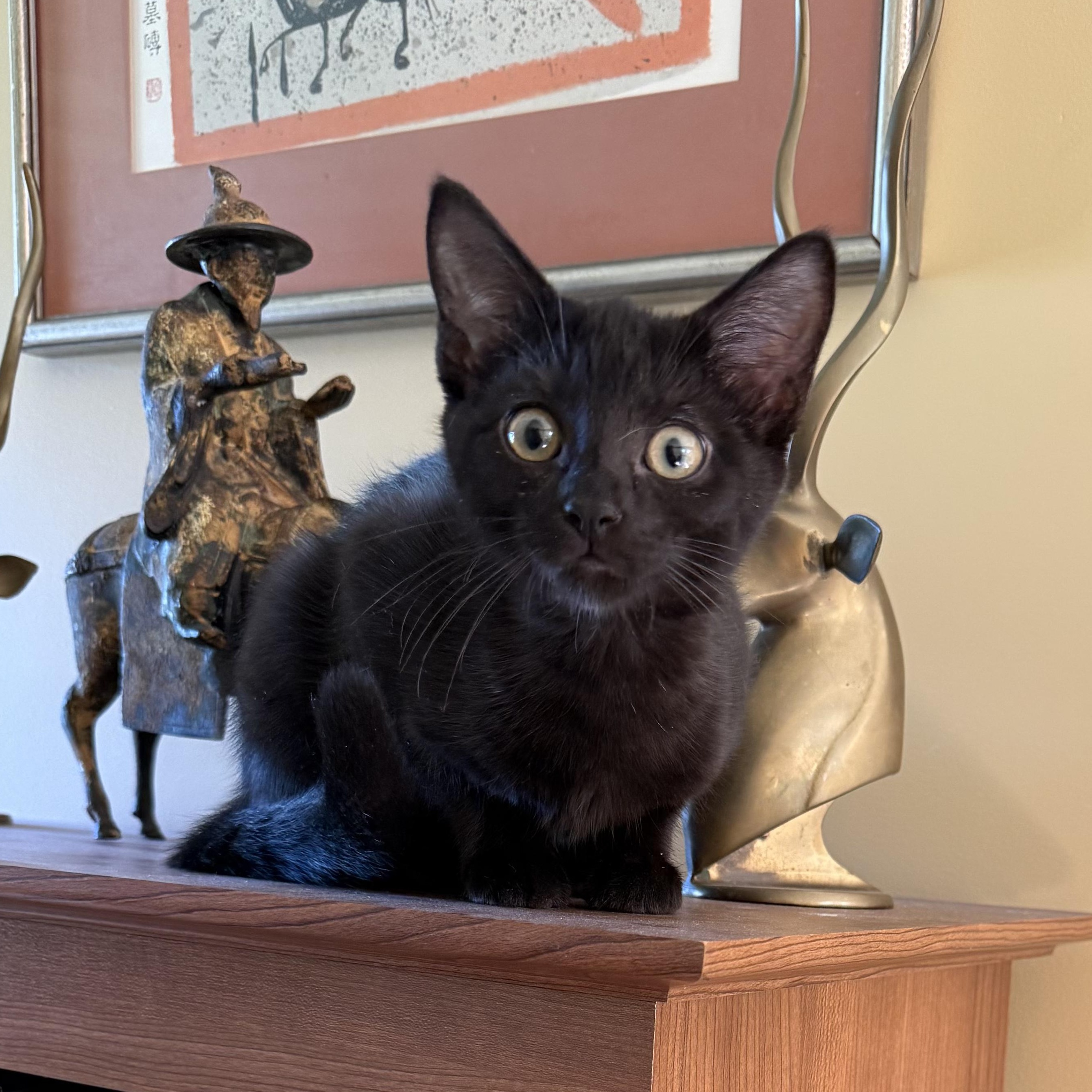 Enlarge CHANTARELLA, a Adoptable Domestic Short Hair in East Greenwich, RI image 5/6