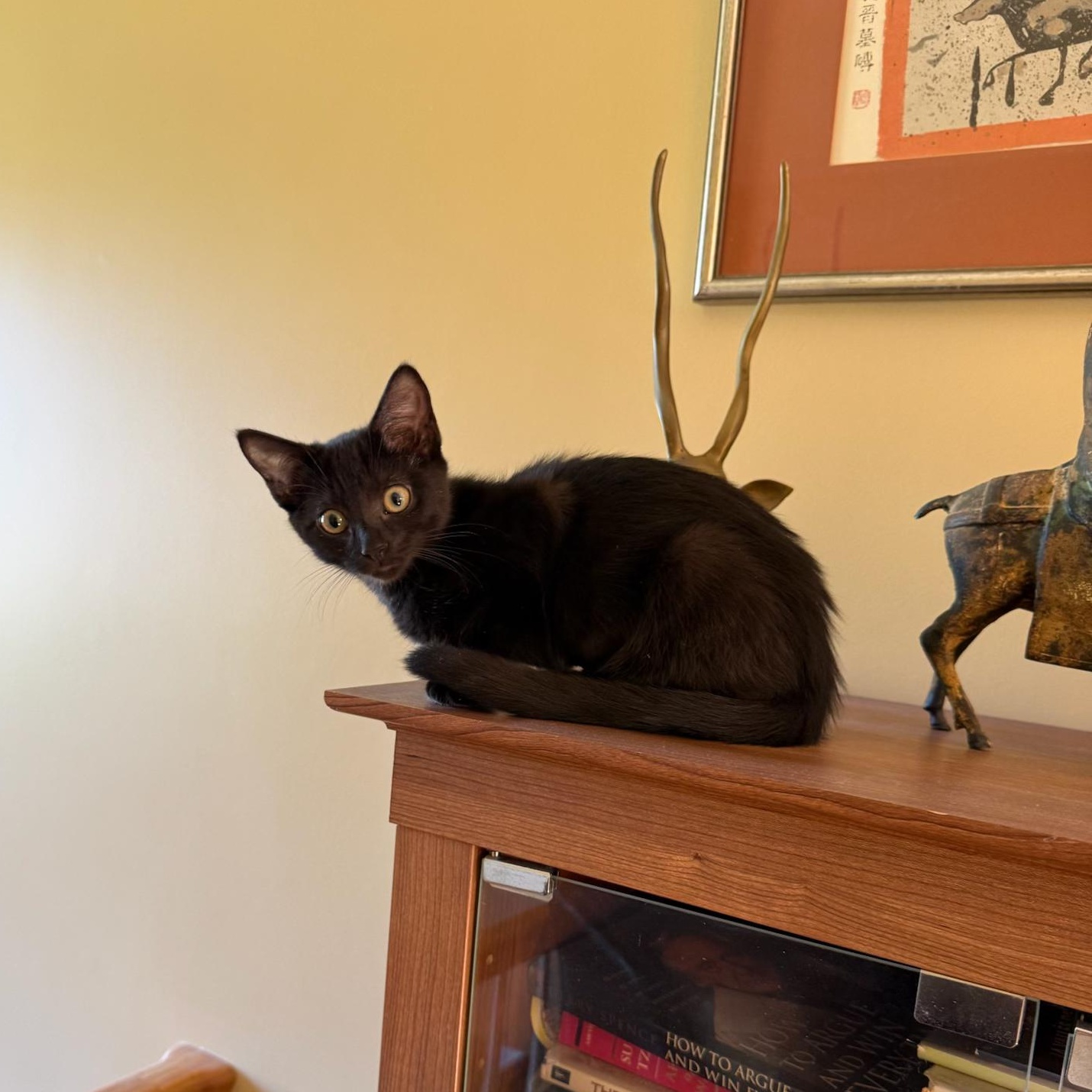 Enlarge CHANTARELLA, a Adoptable Domestic Short Hair in East Greenwich, RI image 4/6