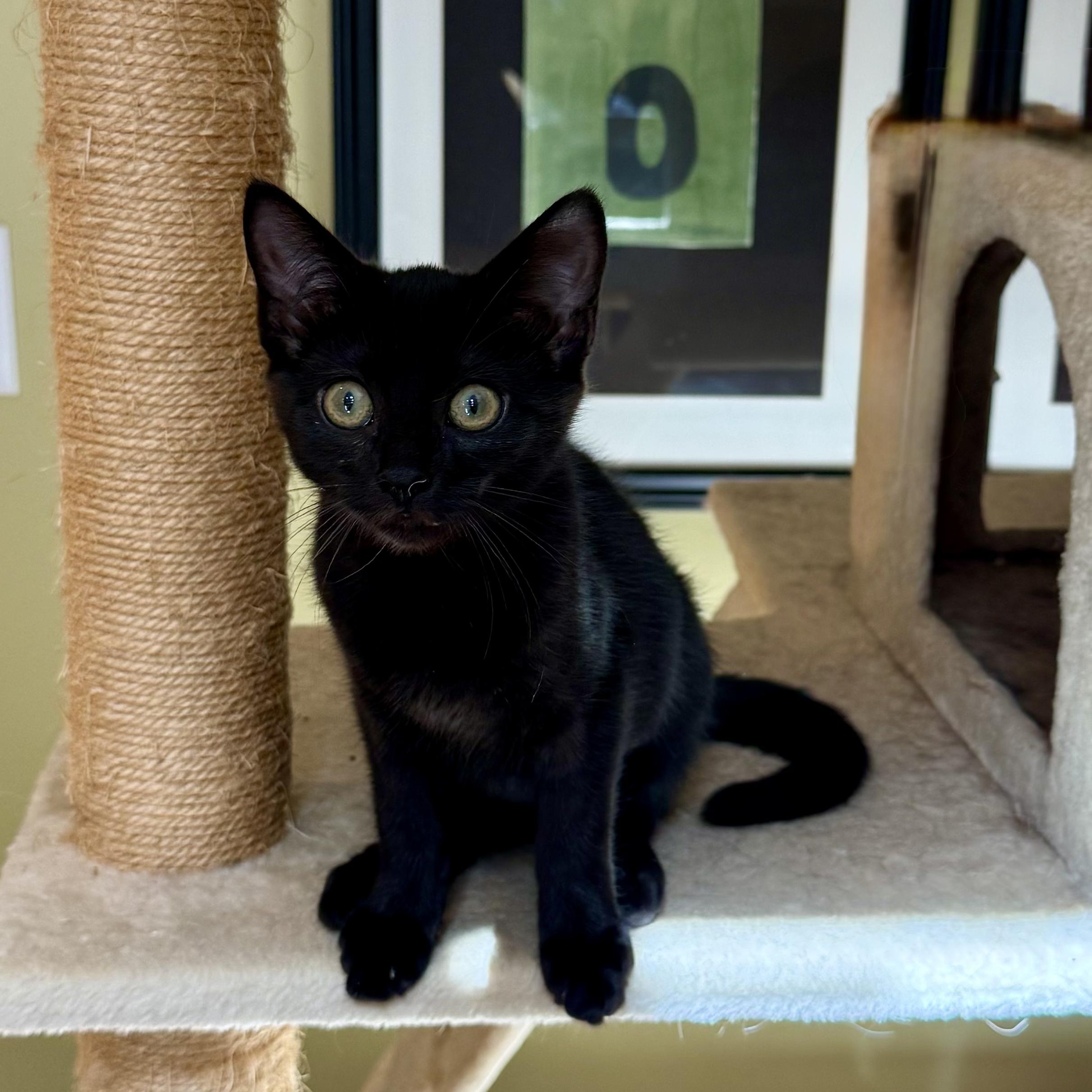 CHANTARELLA, Adoptable, Kitten Female Domestic Short Hair.