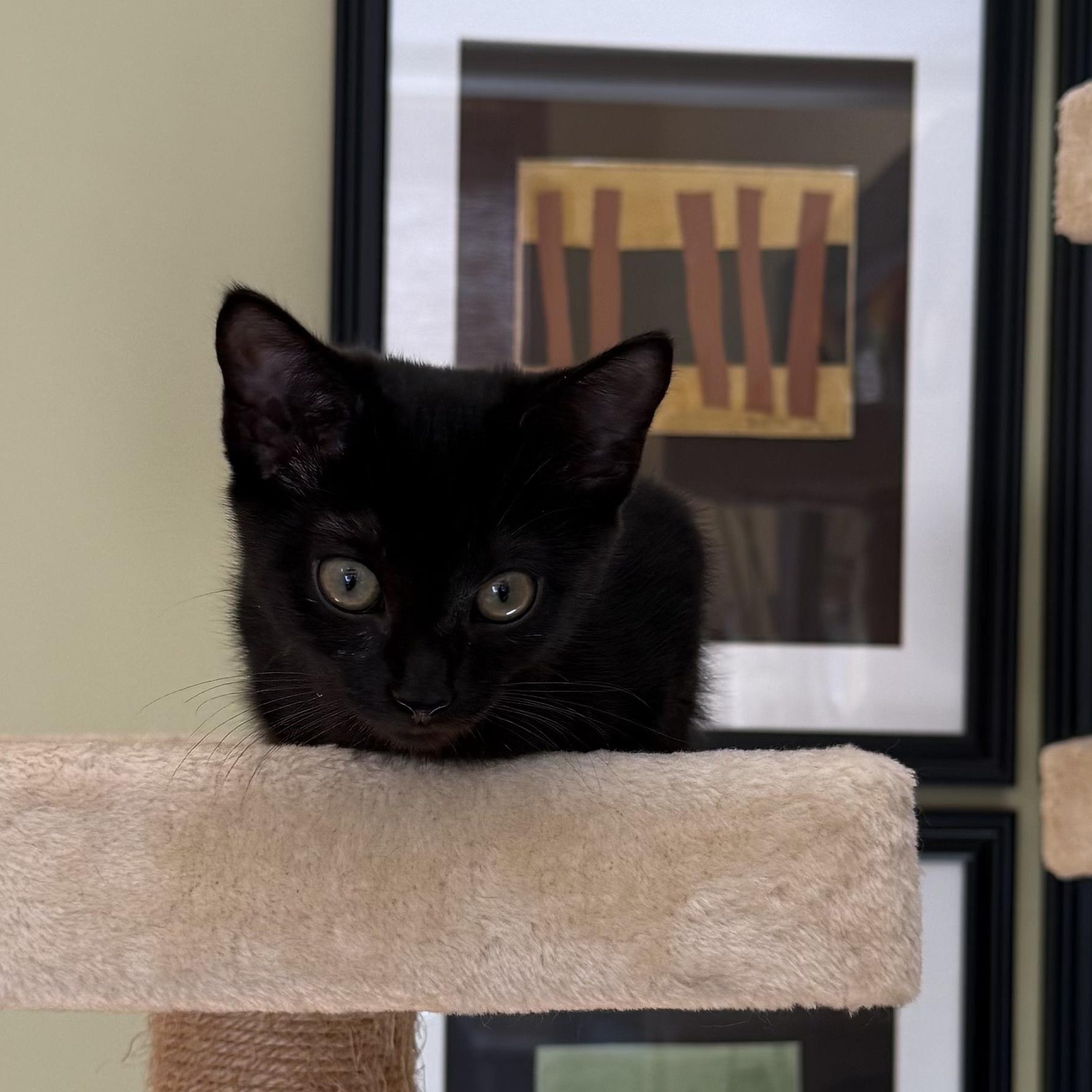 Enlarge CHANTARELLA, a Adoptable Domestic Short Hair in East Greenwich, RI image 6/6