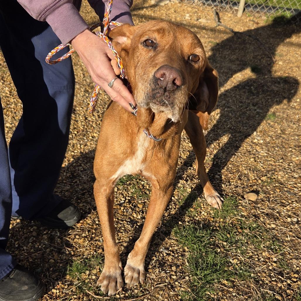 Enlarge Ellie, a Adoptable Hound in Hammond, IN image 4/5