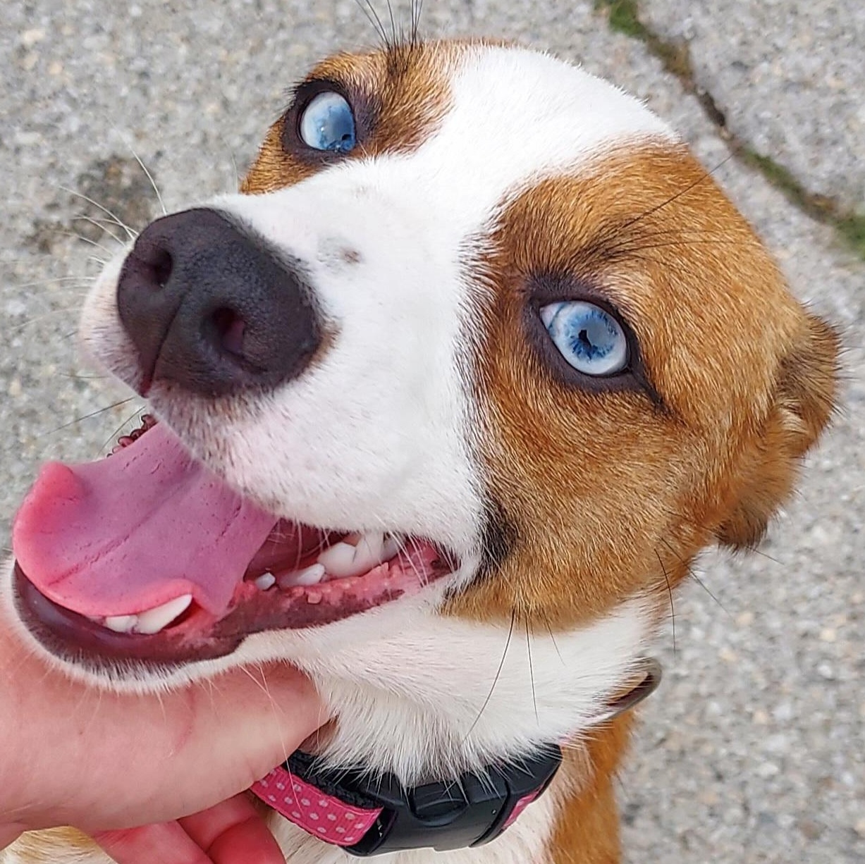 Enlarge Heath, a ADOPTABLE mixed breed in Owensboro, KY image 2/4