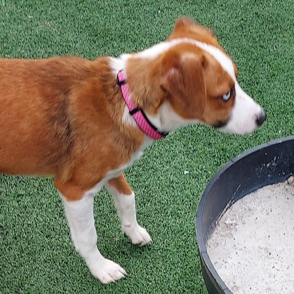 Enlarge Heath, a ADOPTABLE mixed breed in Owensboro, KY image 4/4