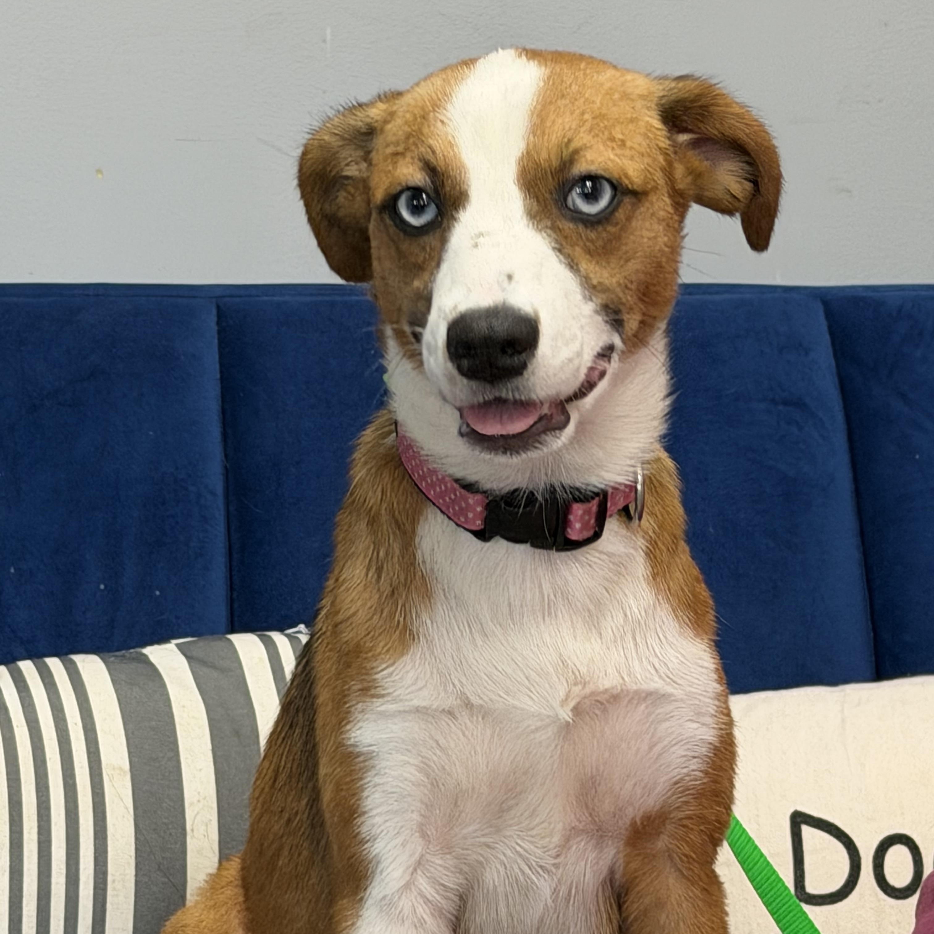Enlarge Heath, a ADOPTABLE mixed breed in Owensboro, KY image 1/4