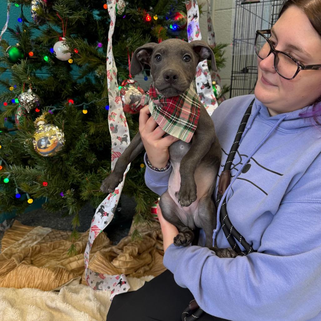 Pork, Adoptable, Puppy Male Pit Bull Terrier.