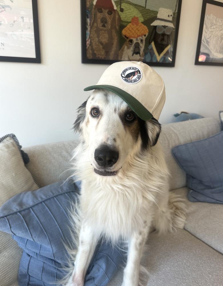 Chance, Adoptable, Adult Male Great Pyrenees.