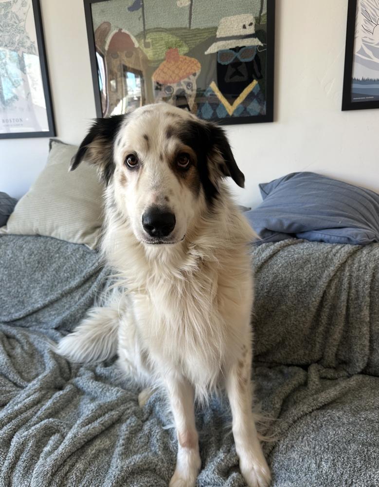 Enlarge Chance, a Adoptable mixed breed in Denver, CO image 2/4