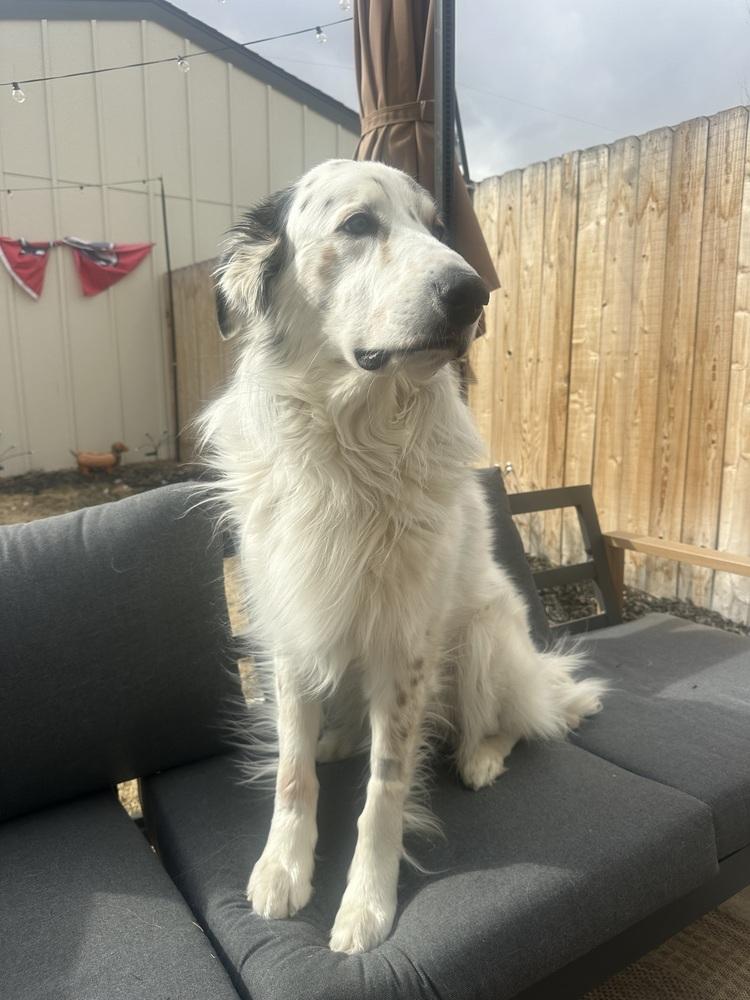 Enlarge Chance, a Adoptable mixed breed in Denver, CO image 3/5