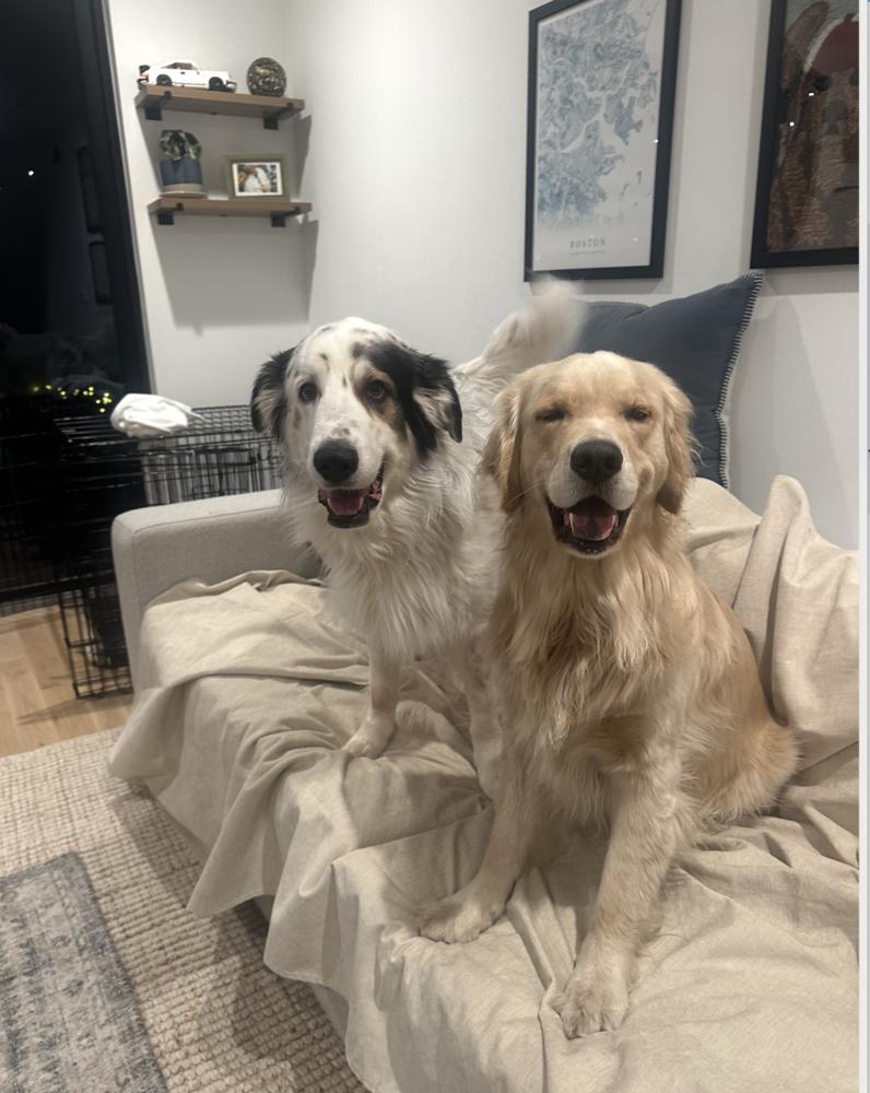 Enlarge Chance, a Adoptable mixed breed in Denver, CO image 4/4