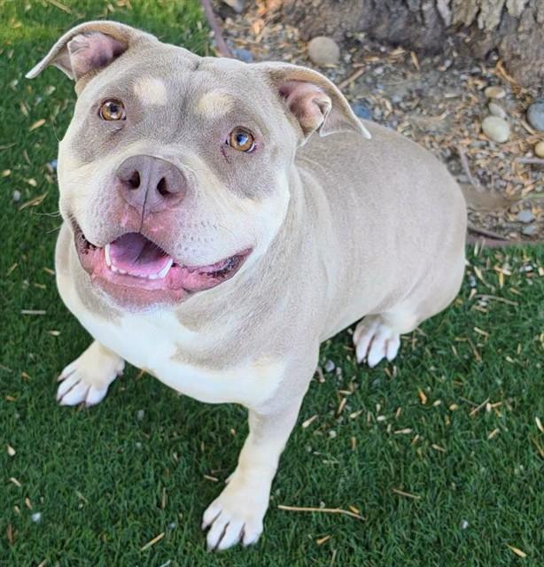 SAFFRON, Adoptable, Adult Female Pit Bull Terrier.