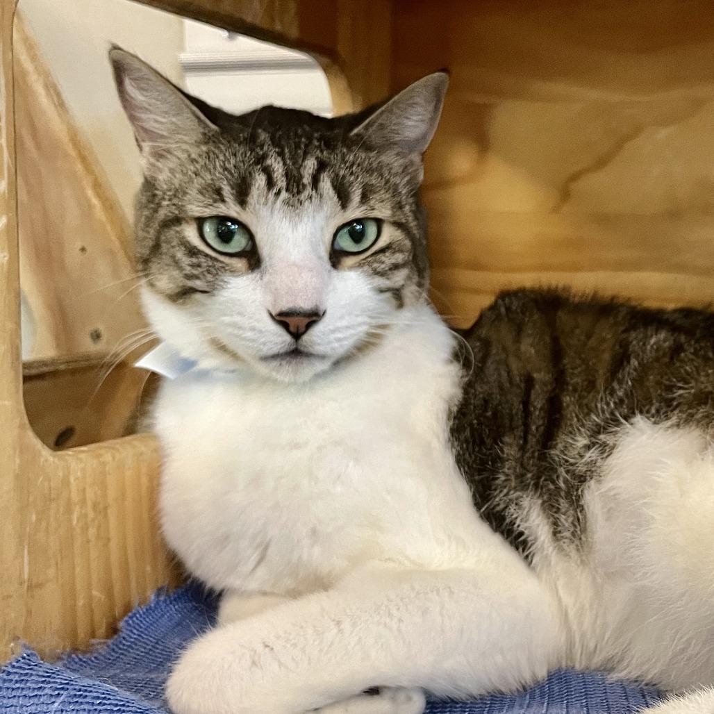 Enlarge Loki, a Adoptable Domestic Short Hair in Temecula, CA image 1/1