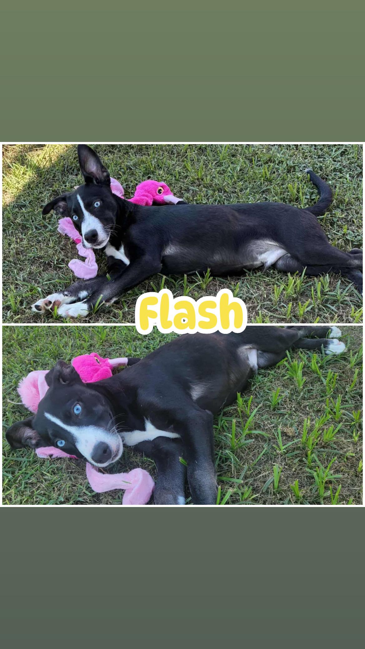 Flash