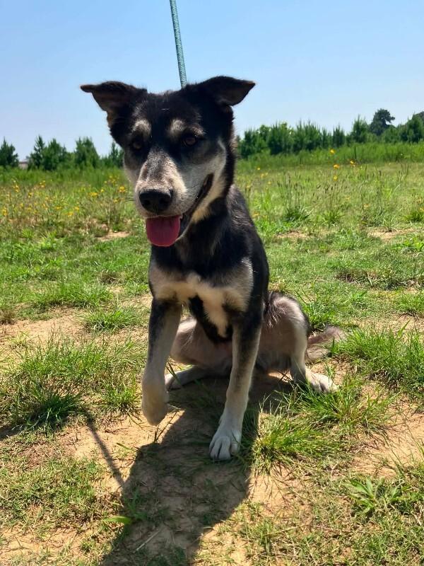 Enlarge Yona, a Adoptable mixed breed in Jackson, TN image 1/2
