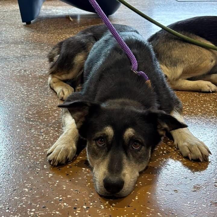 Enlarge Yona, a Adoptable mixed breed in Jackson, TN image 2/2