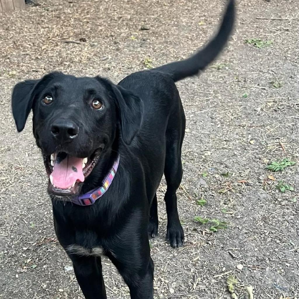 Mosley, Adoptable, Adult Male Black Labrador Retriever & Mixed Breed.