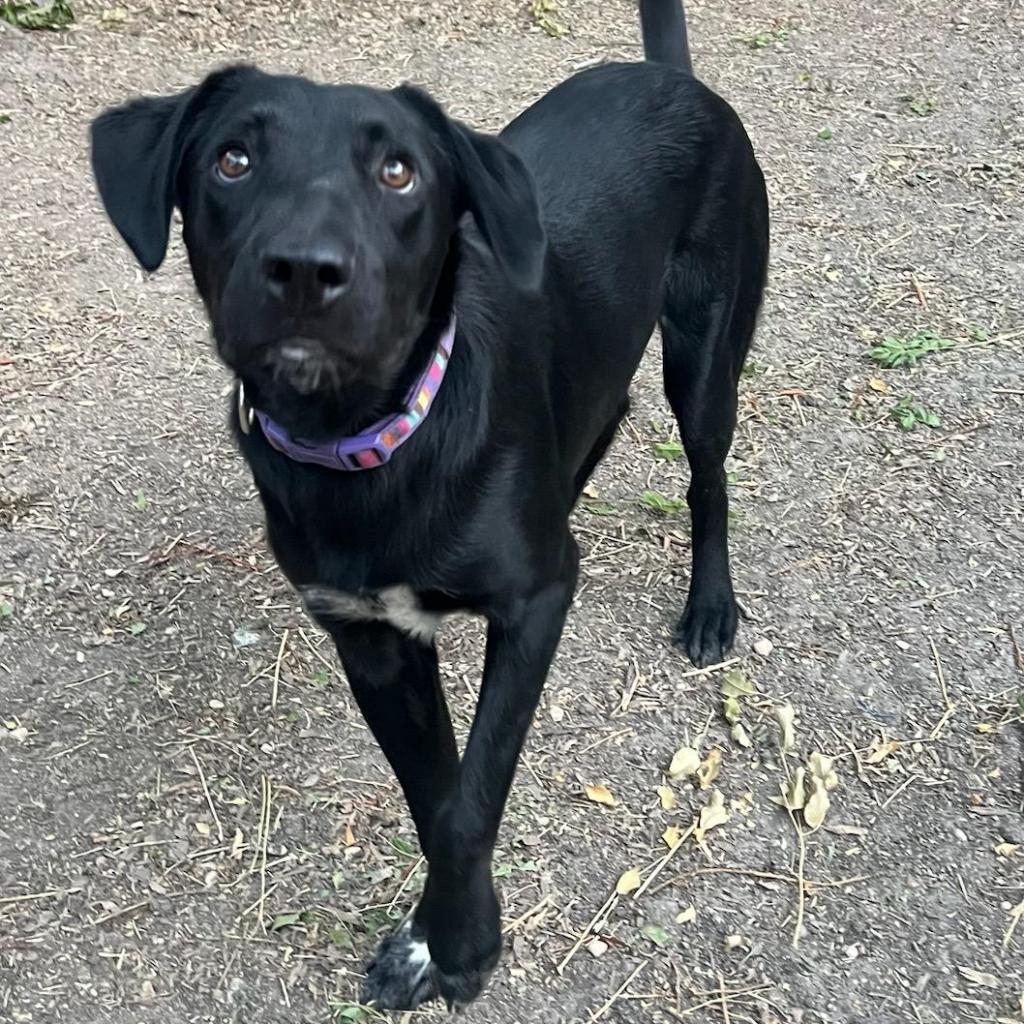 Mosley, a Adoptable mixed breed in San Antonio, TX image 2/3