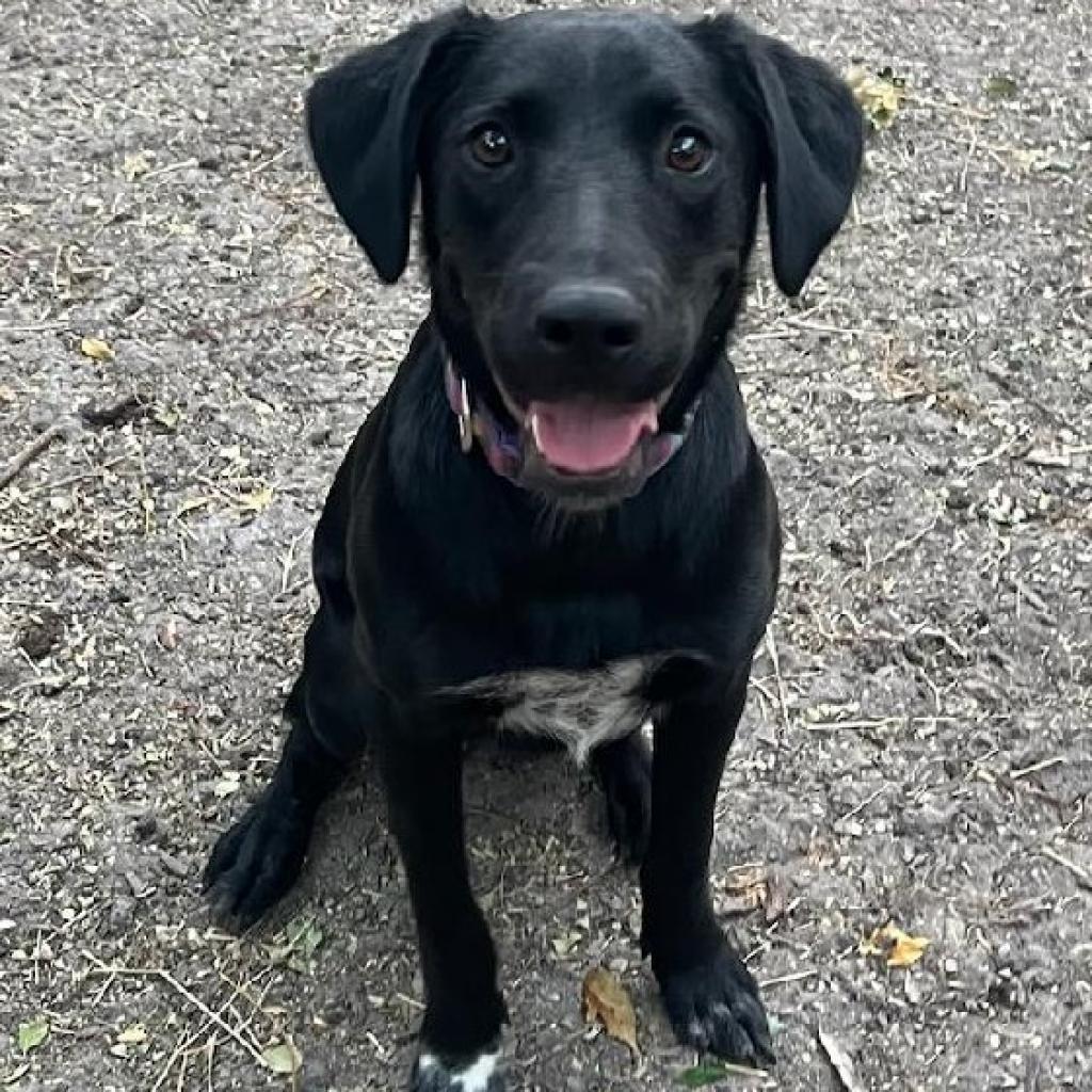 Mosley, a Adoptable mixed breed in San Antonio, TX image 3/3